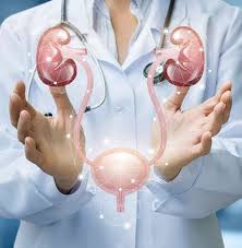 Urology and Andrology
